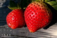 草莓岭的草莓